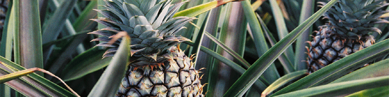 nothing like 100 percent hawaiian pineapple!