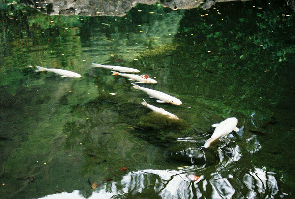 koipond