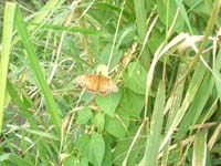 DSCN1737