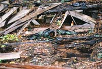 floorboards2