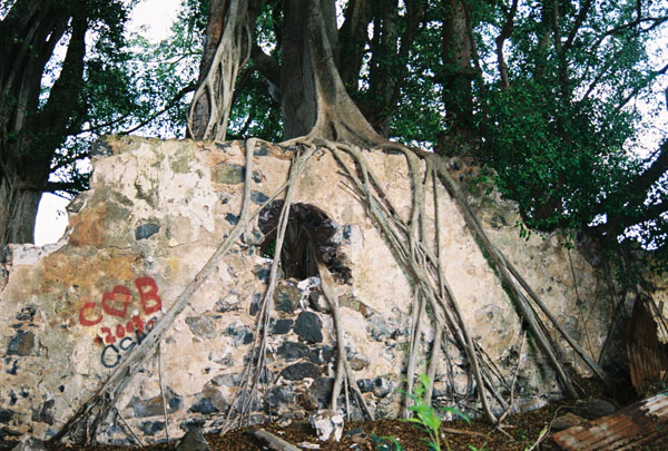 insidewallbanyan