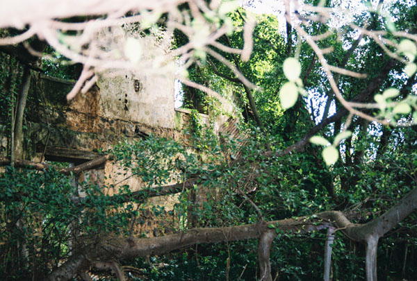 treesinside