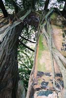 banyantreemill