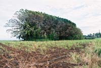 millhidden