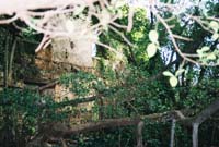 treesinside