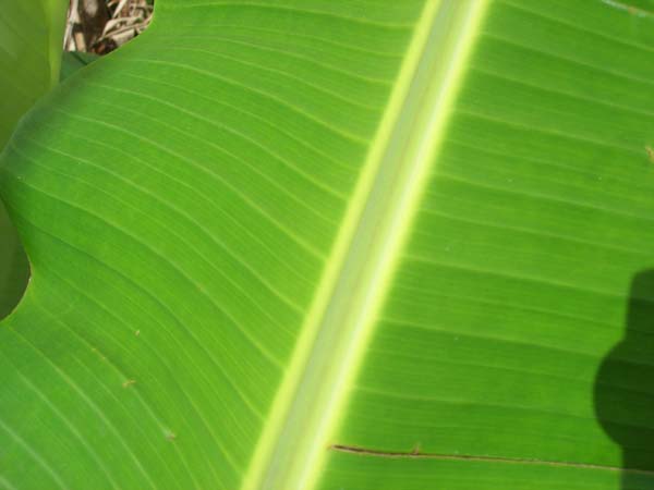 DSCN0562