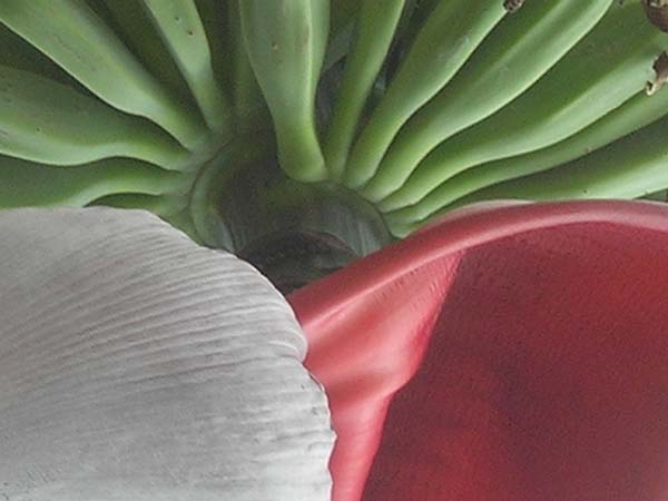 DSCN0618