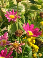 DSCN0971
