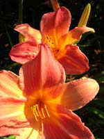 DSCN1002