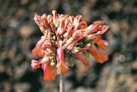 dyingflower