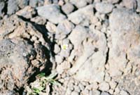 flowerrock