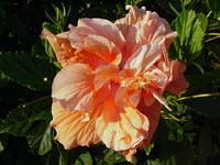 hibiscus