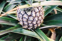 pineappleside2